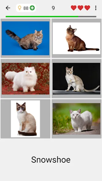 Cats Quiz Guess Popular Breeds  [МОД Unlocked] Screenshot 2