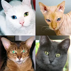 Взломанная Cats Quiz Guess Popular Breeds  [МОД Unlocked] - полная версия apk на Андроид