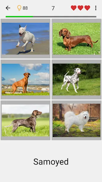 Dogs Quiz - Guess All Breeds!  [МОД Бесконечные монеты] Screenshot 1