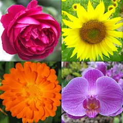 Скачать взлом Flowers Quiz - Identify Plants  [МОД Меню] - полная версия apk на Андроид