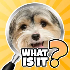 Взломанная What is it? Pics Trivia Quiz  [МОД Mega Pack] - полная версия apk на Андроид