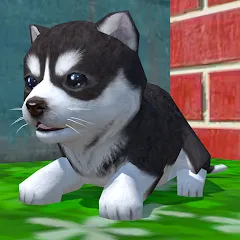 Взлом Cute Pocket Puppy 3D (Сьют Покет Паппи 3Д)  [МОД Много монет] - стабильная версия apk на Андроид